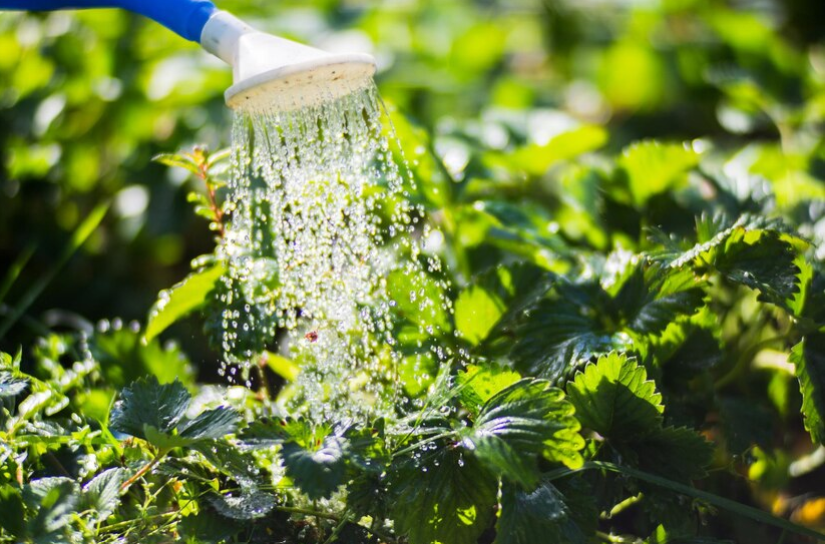 Article comment gérer votre consommation d'eau pour le jardinage