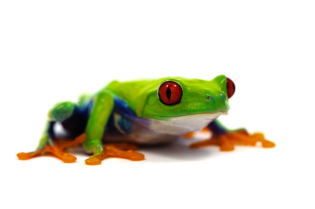 Grenouille arboricole aux yeux rouges isolée sur fond blanc