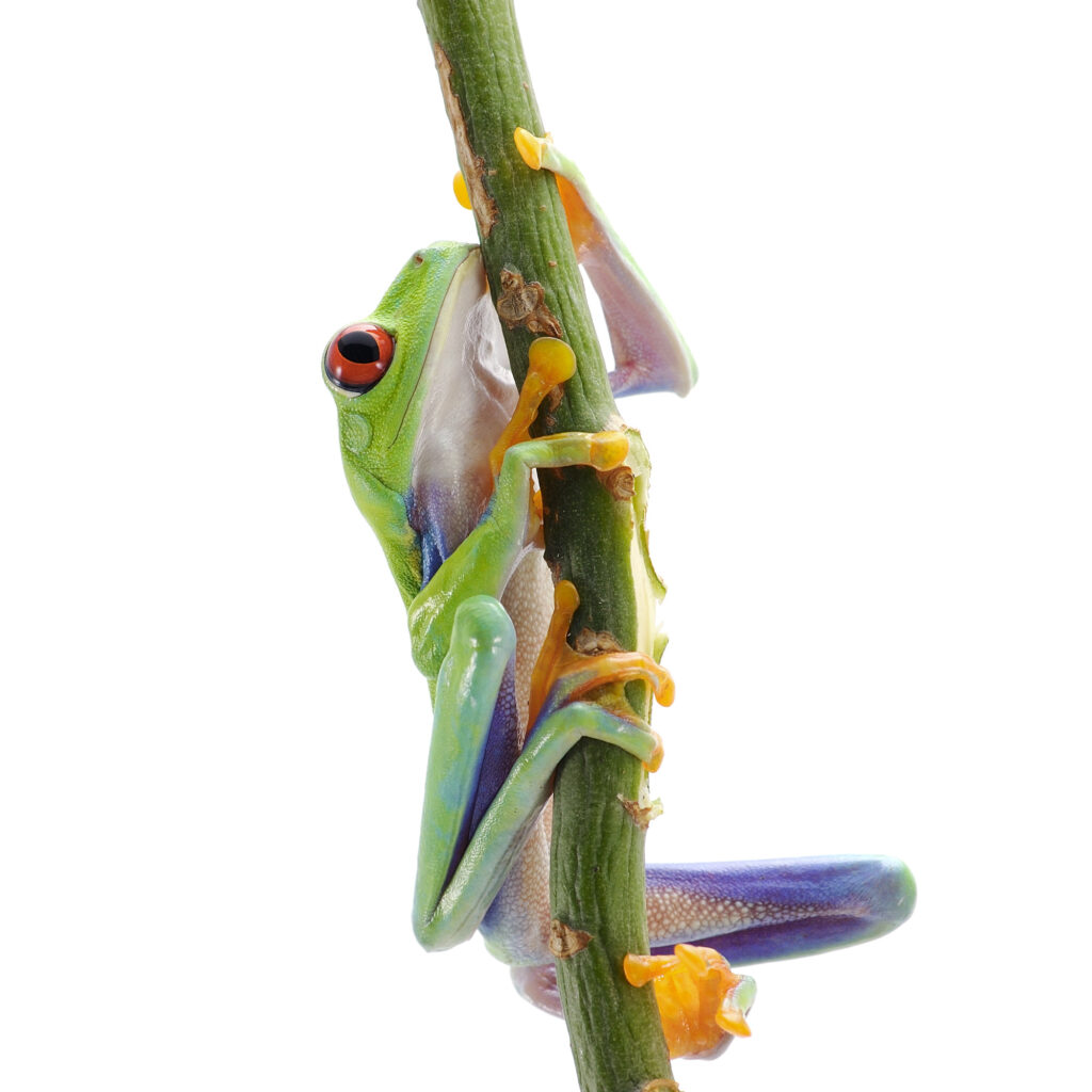 Grenouille aux yeux rouges isolée sur fond blanc