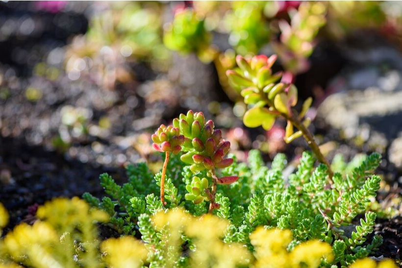 Article 7 plantes résistantes à la sécheresse pour votre jardin