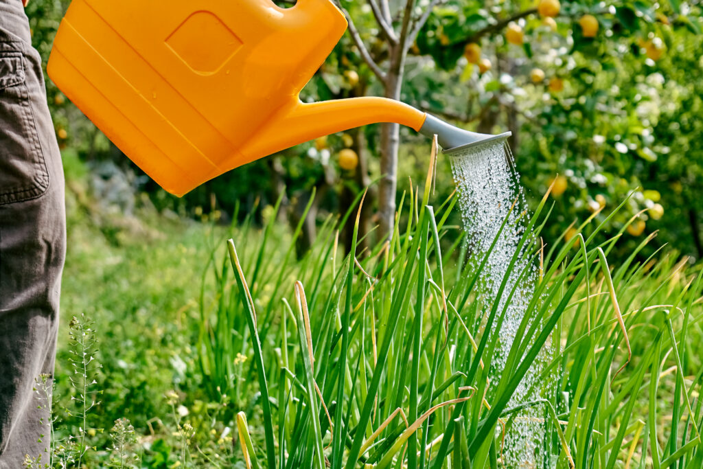 Une personne arrose de hautes plantes vertes avec un arrosoir orange, dans un jardin ensoleillé.